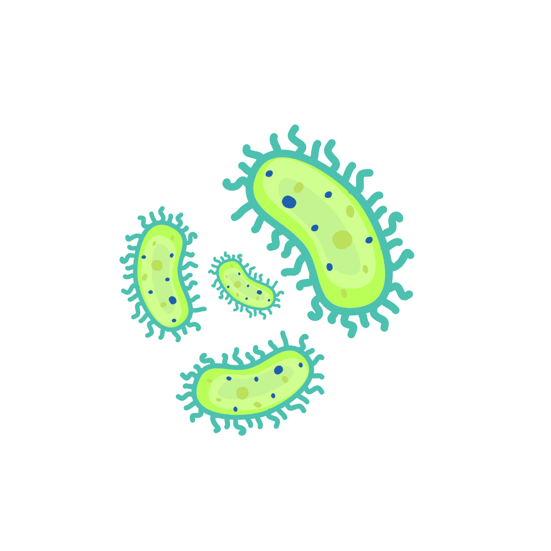 Bacteria