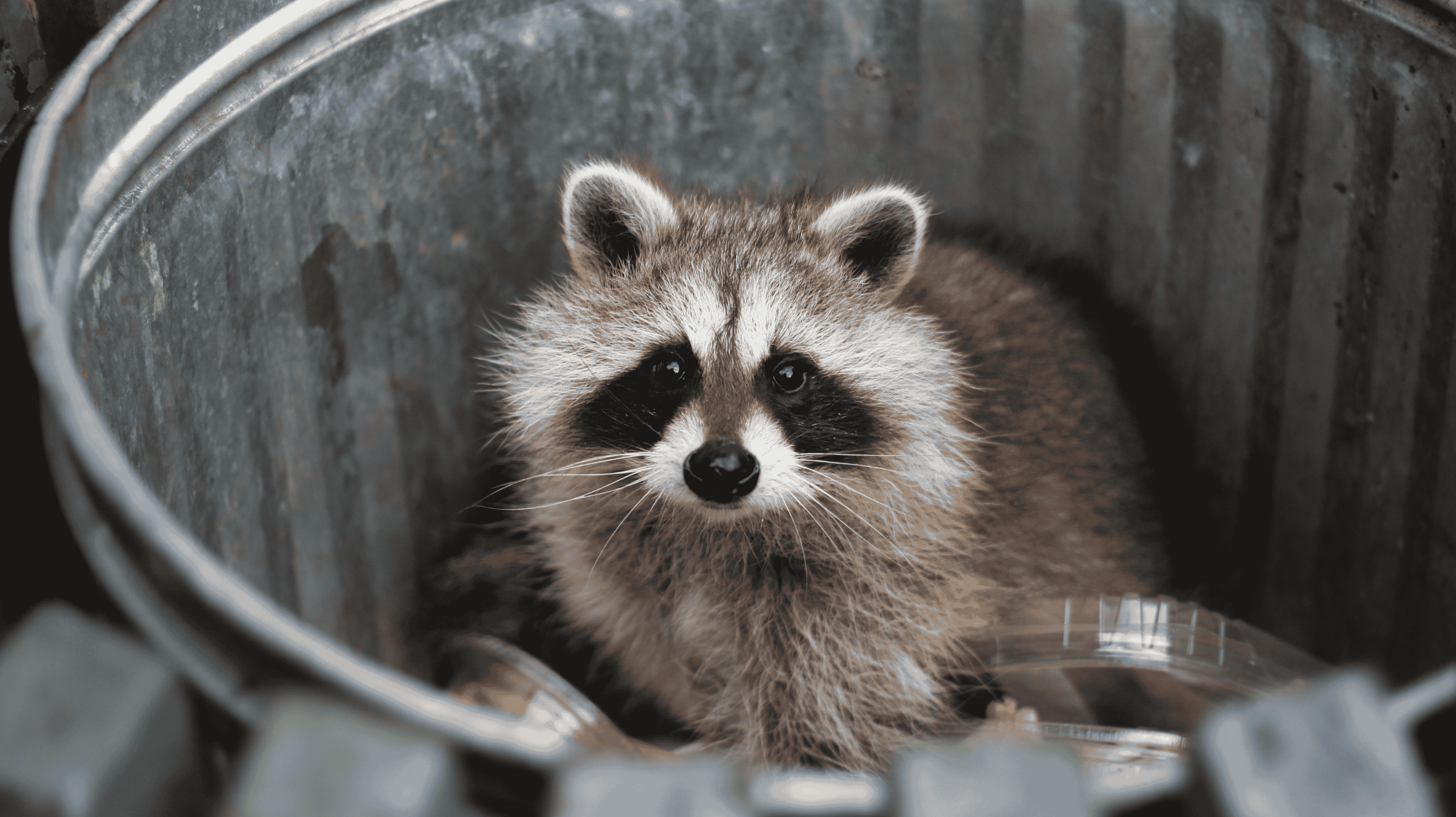 racoon